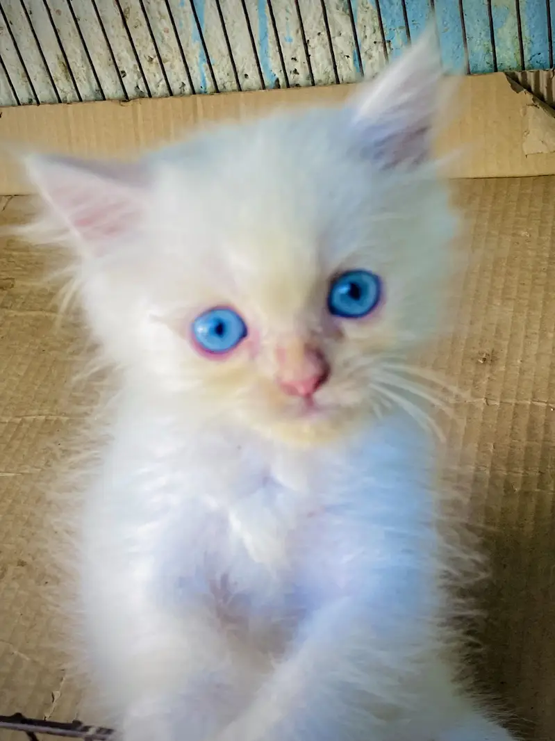 Triple coated Persian Kittens blue eyes — photo 10