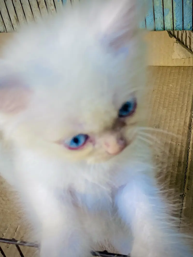 Triple coated Persian Kittens blue eyes — photo 11