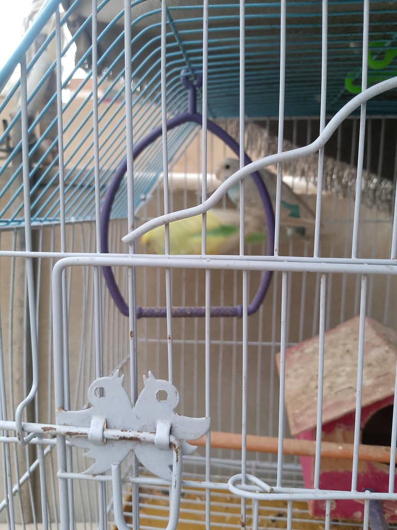 parrot 0