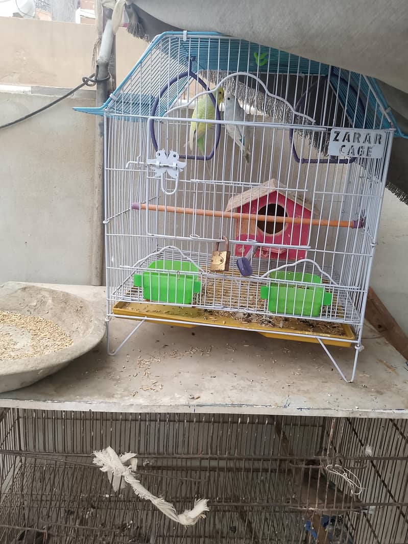 parrot 1