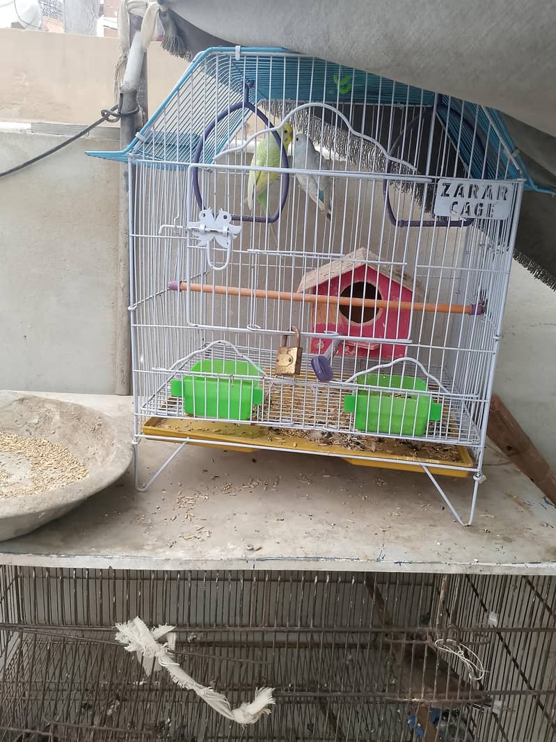 parrot 2