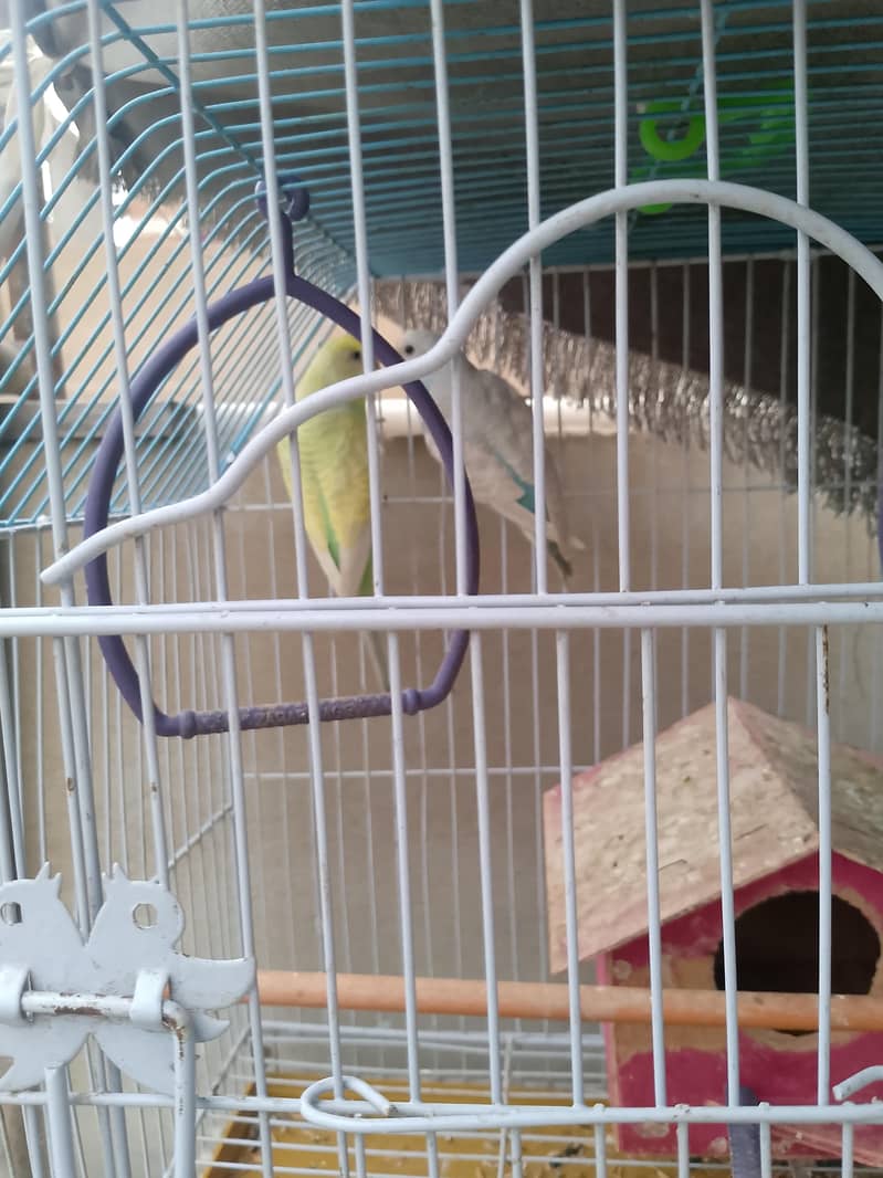parrot 3