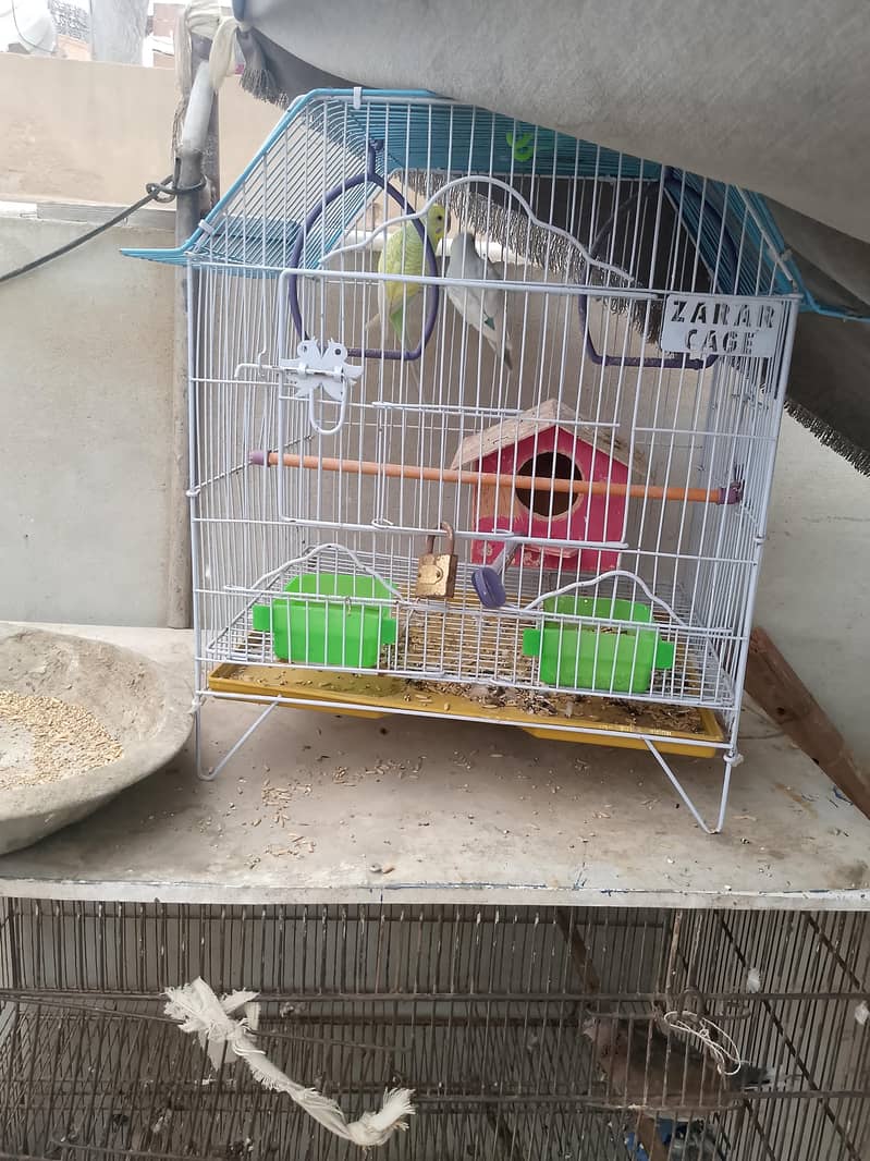 parrot 4