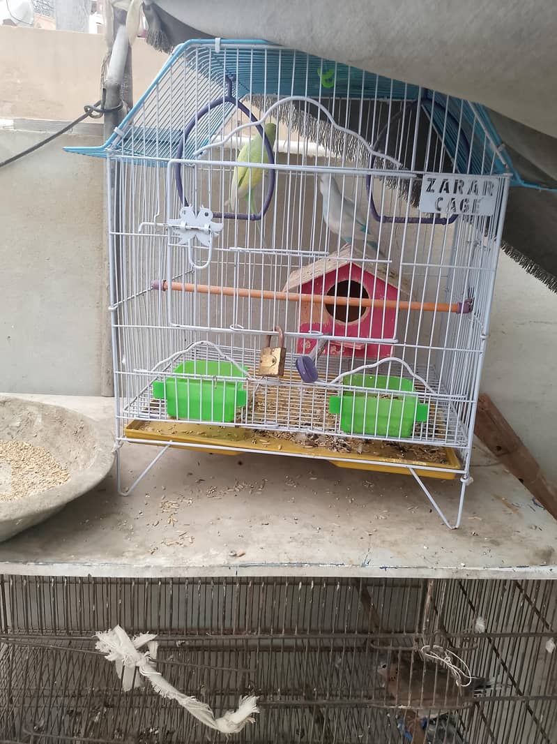 parrot 5