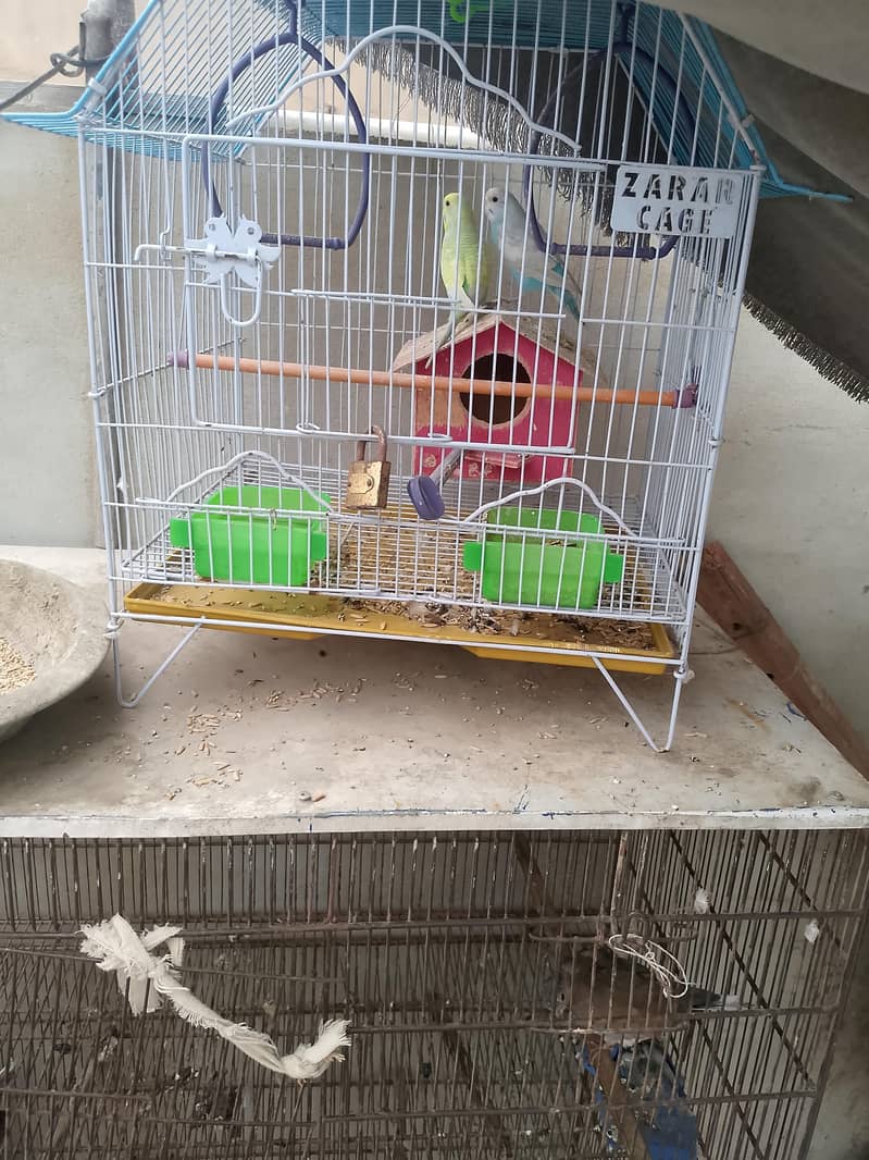 parrot 6