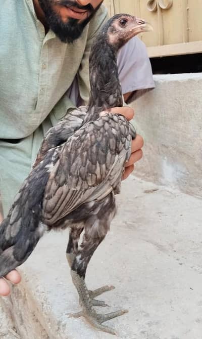Thai dragon 2 femals quality birds