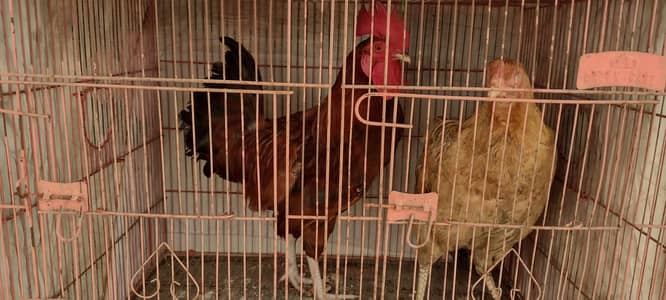 Desi murgha Aseel murghi pair with cage