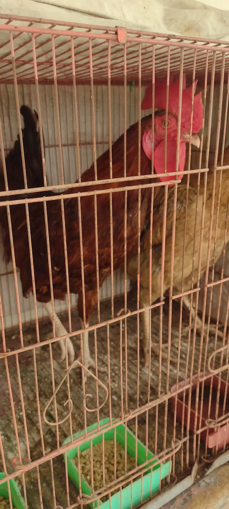 Desi murgha Aseel murghi pair with cage — photo 2