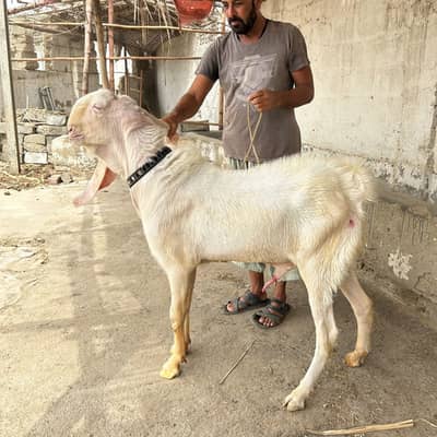 Rajanpur gulabi young 2 dant breeder, excellent quality home breed