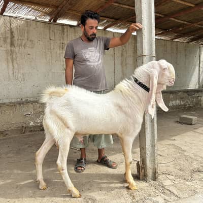 Pure gulabi munda breeder