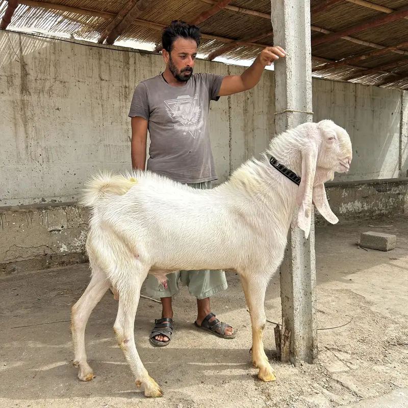 Rajanpur gulabi young 2 dant breeder, excellent quality home breed — photo 2