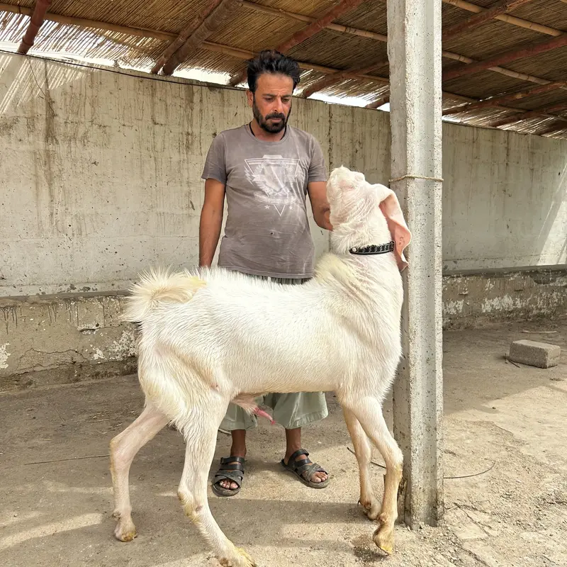 Rajanpur gulabi young 2 dant breeder, excellent quality home breed — photo 3