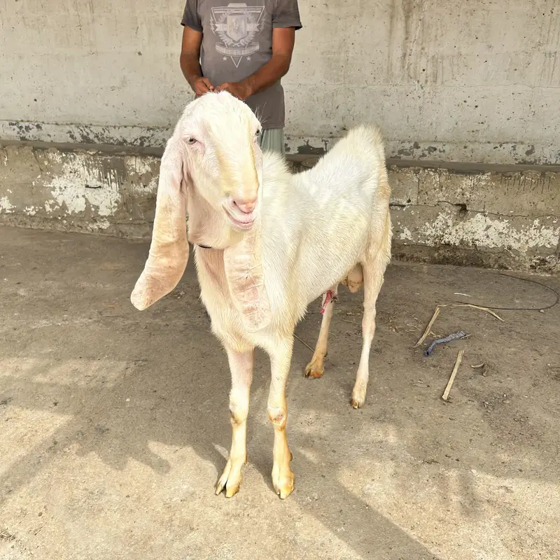 Rajanpur gulabi young 2 dant breeder, excellent quality home breed — photo 4