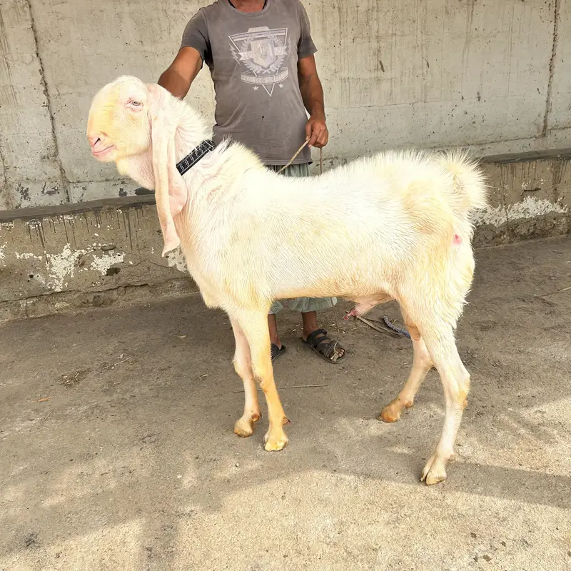 Rajanpur gulabi young 2 dant breeder, excellent quality home breed — photo 5