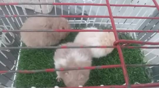 cute hamsters