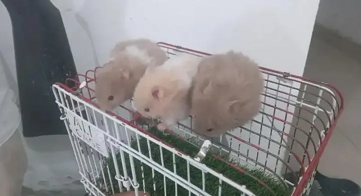 cute hamsters — photo 2