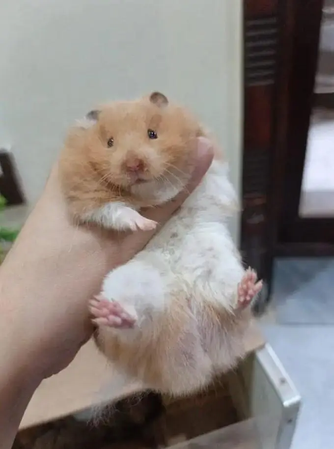cute hamsters — photo 3