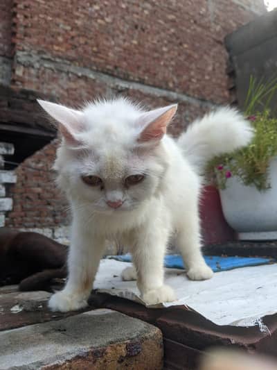 WHAIT CAT OR BLACK CAT