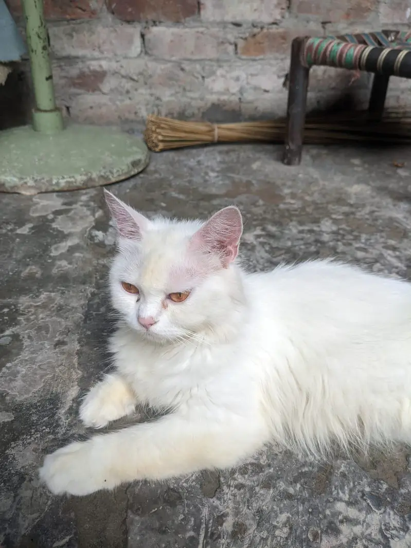 WHAIT CAT OR BLACK CAT — photo 2