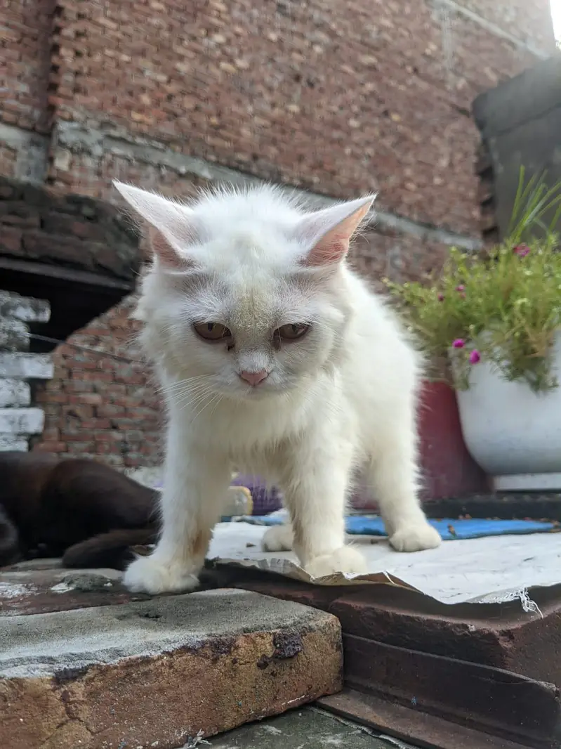 WHAIT CAT OR BLACK CAT — photo 3