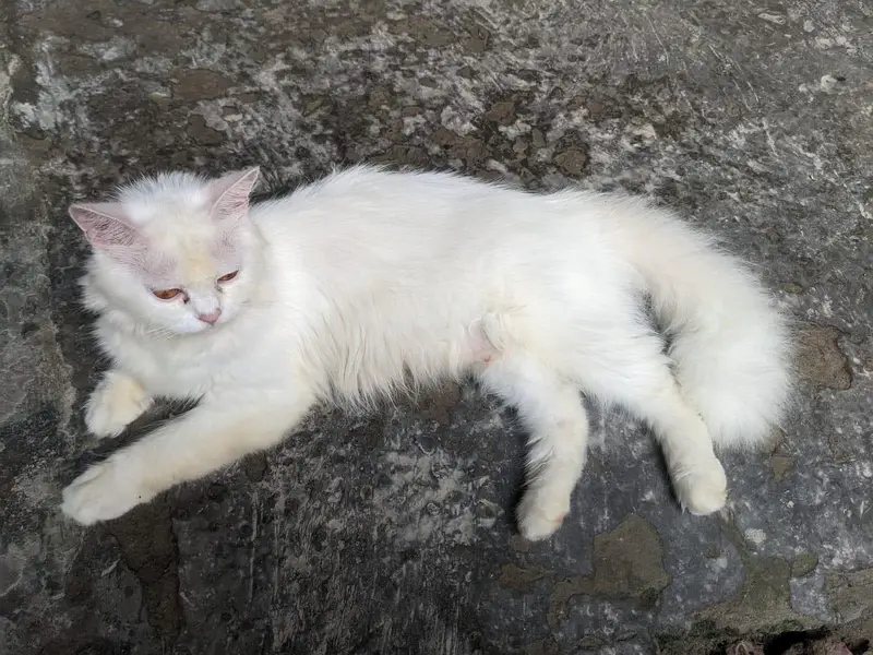 WHAIT CAT OR BLACK CAT — photo 4