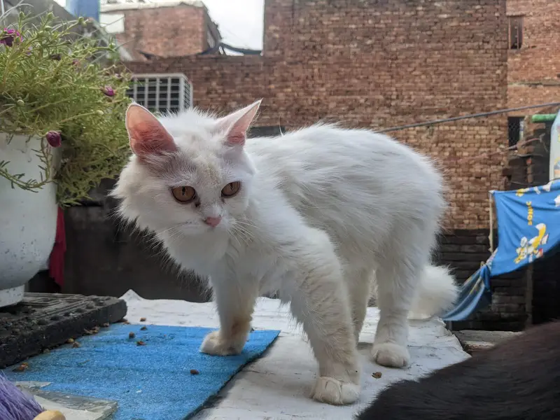 WHAIT CAT OR BLACK CAT — photo 5