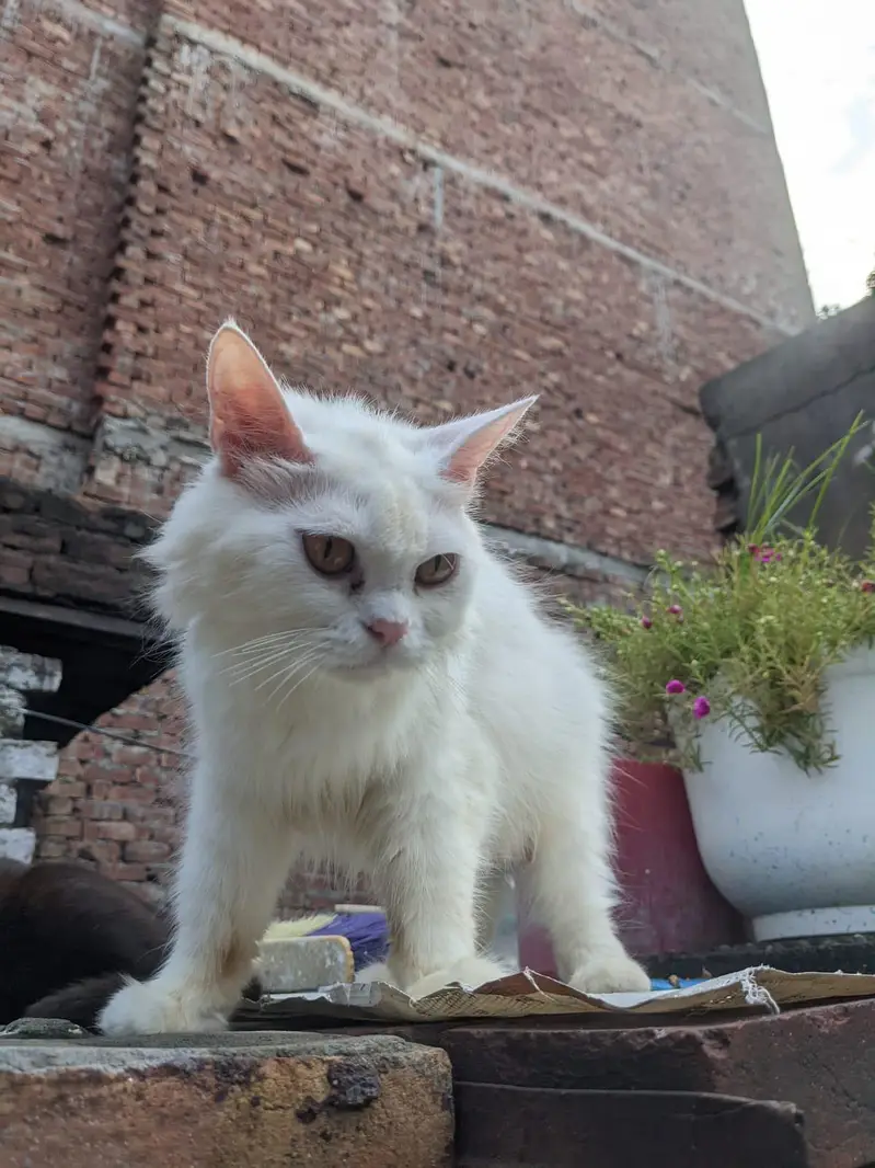 WHAIT CAT OR BLACK CAT — photo 6