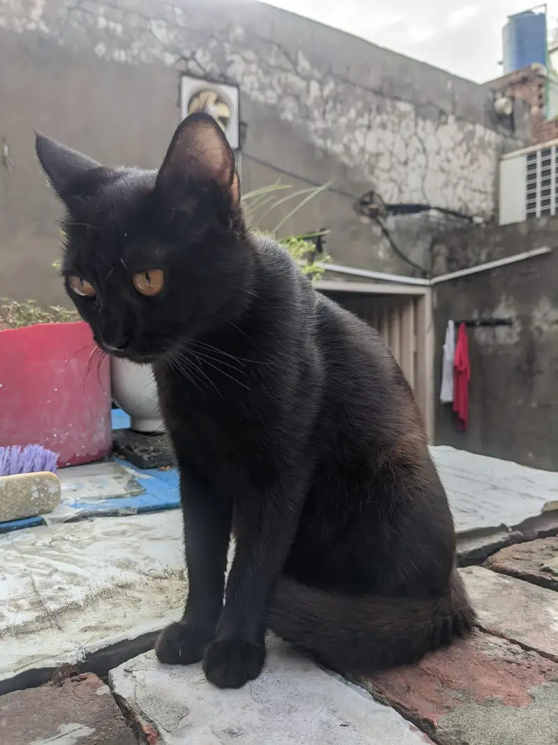 WHAIT CAT OR BLACK CAT — photo 7