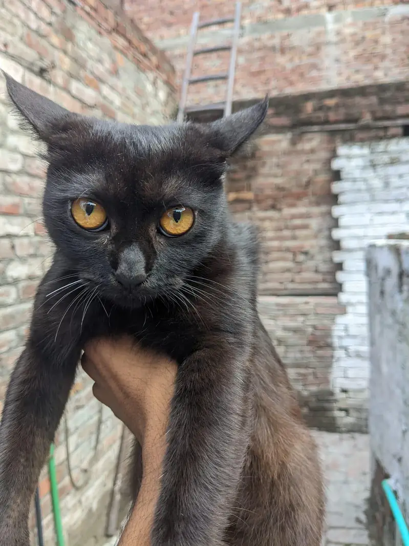 WHAIT CAT OR BLACK CAT — photo 8