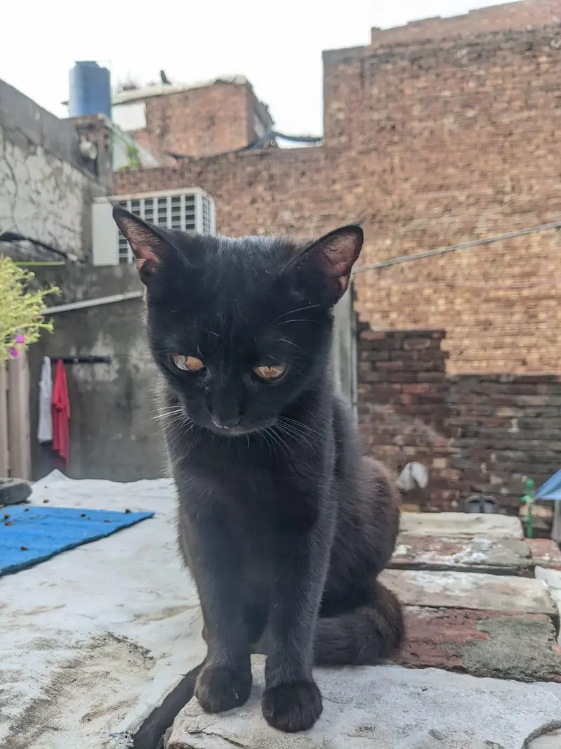 WHAIT CAT OR BLACK CAT — photo 9