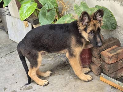 Germen Shepherd Double coat Puppy