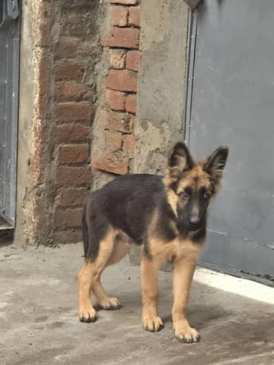 Germen Shepherd Double coat Puppy