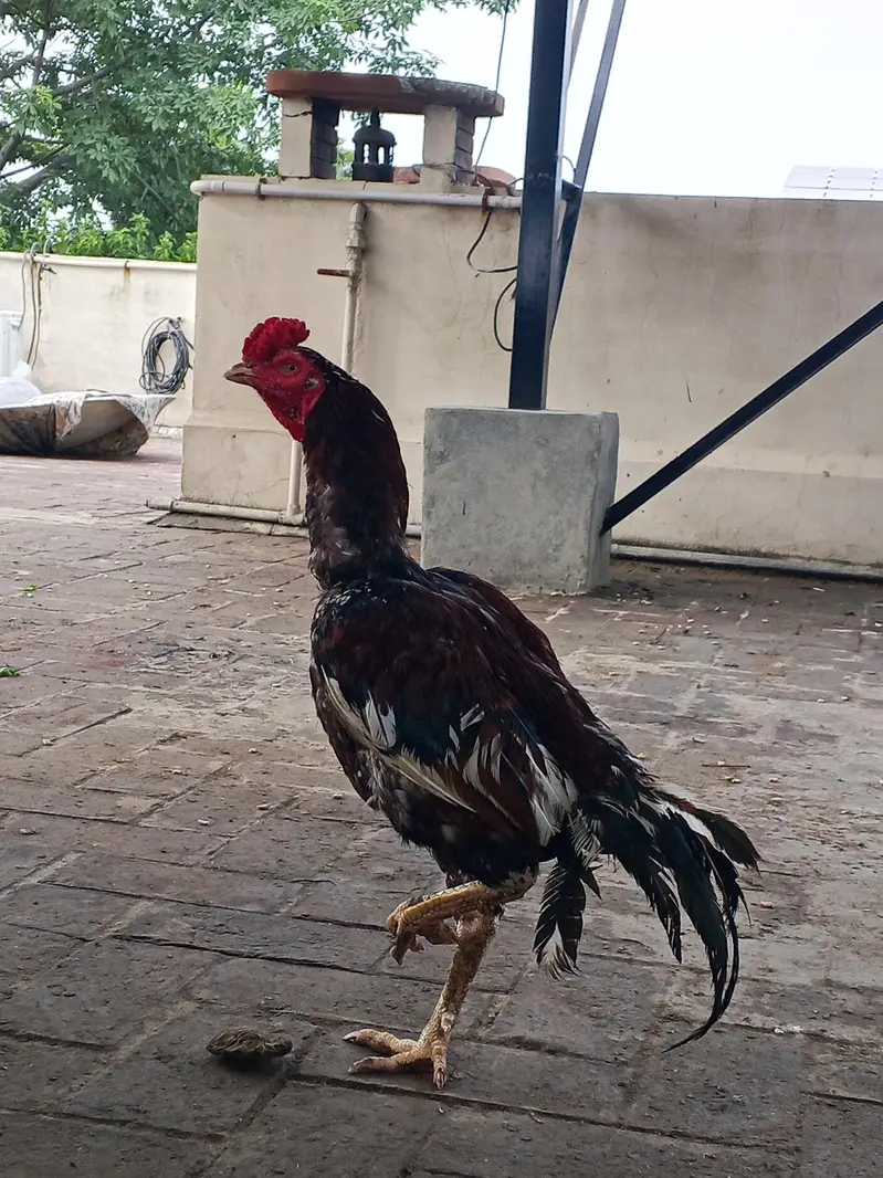 Aseel Murga for sale — photo 2