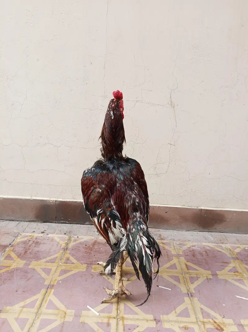 Aseel Murga for sale — photo 5