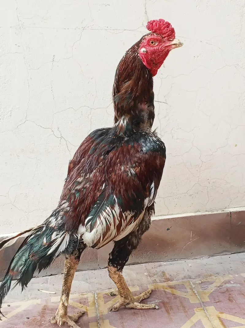 Aseel Murga for sale — photo 6
