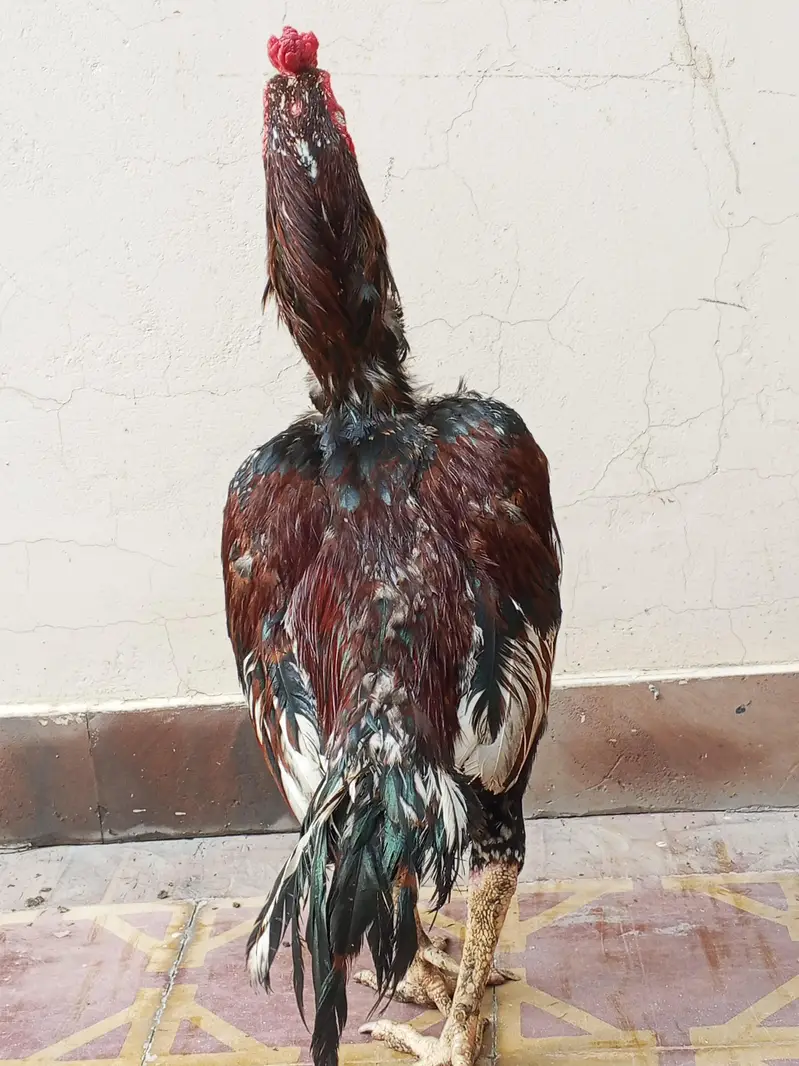 Aseel Murga for sale — photo 7
