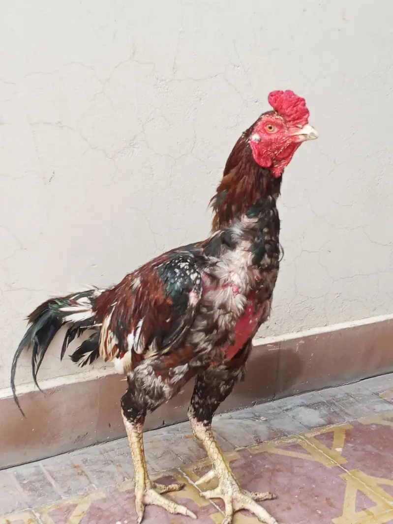 Aseel Murga for sale — photo 8