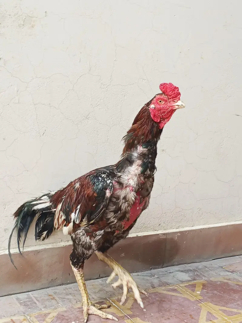 Aseel Murga for sale — photo 9