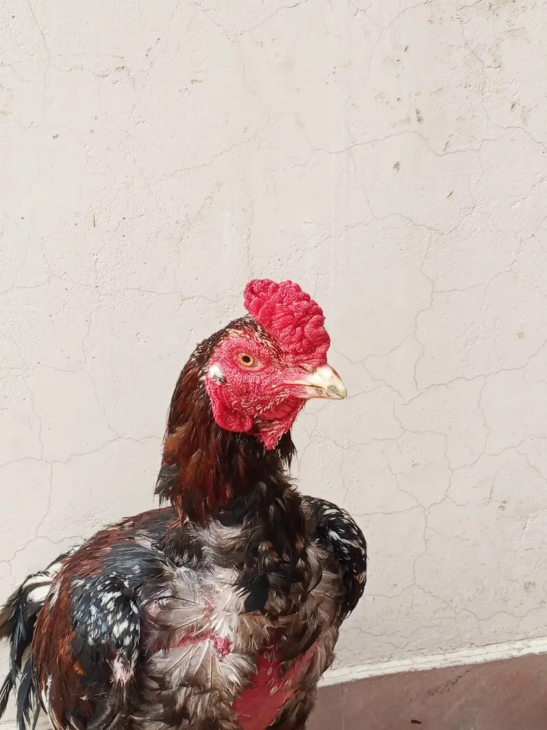 Aseel Murga for sale — photo 10