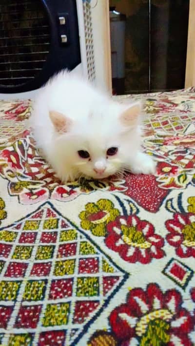 Persian kittens Triple cotted full white for sale