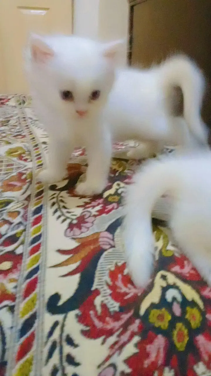 Persian kittens Triple cotted full white for sale — photo 2
