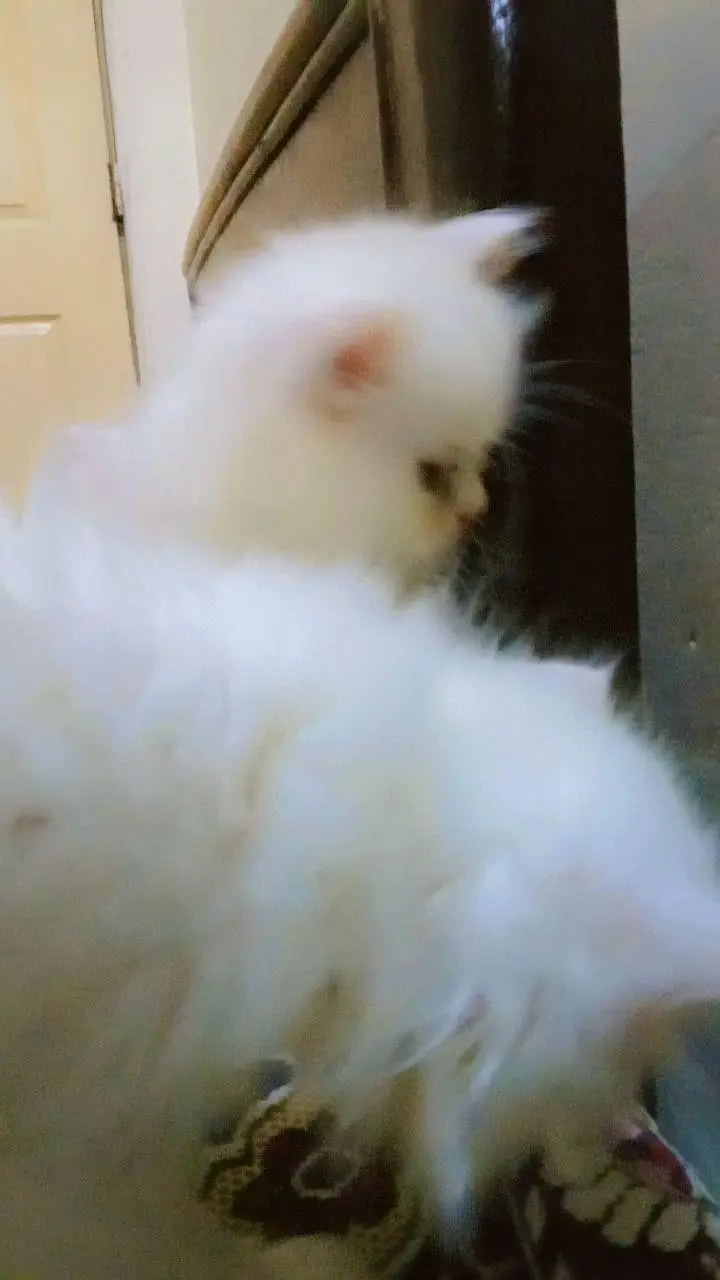 Persian kittens Triple cotted full white for sale — photo 3