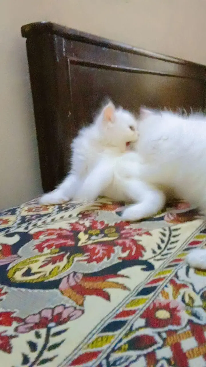 Persian kittens Triple cotted full white for sale — photo 4
