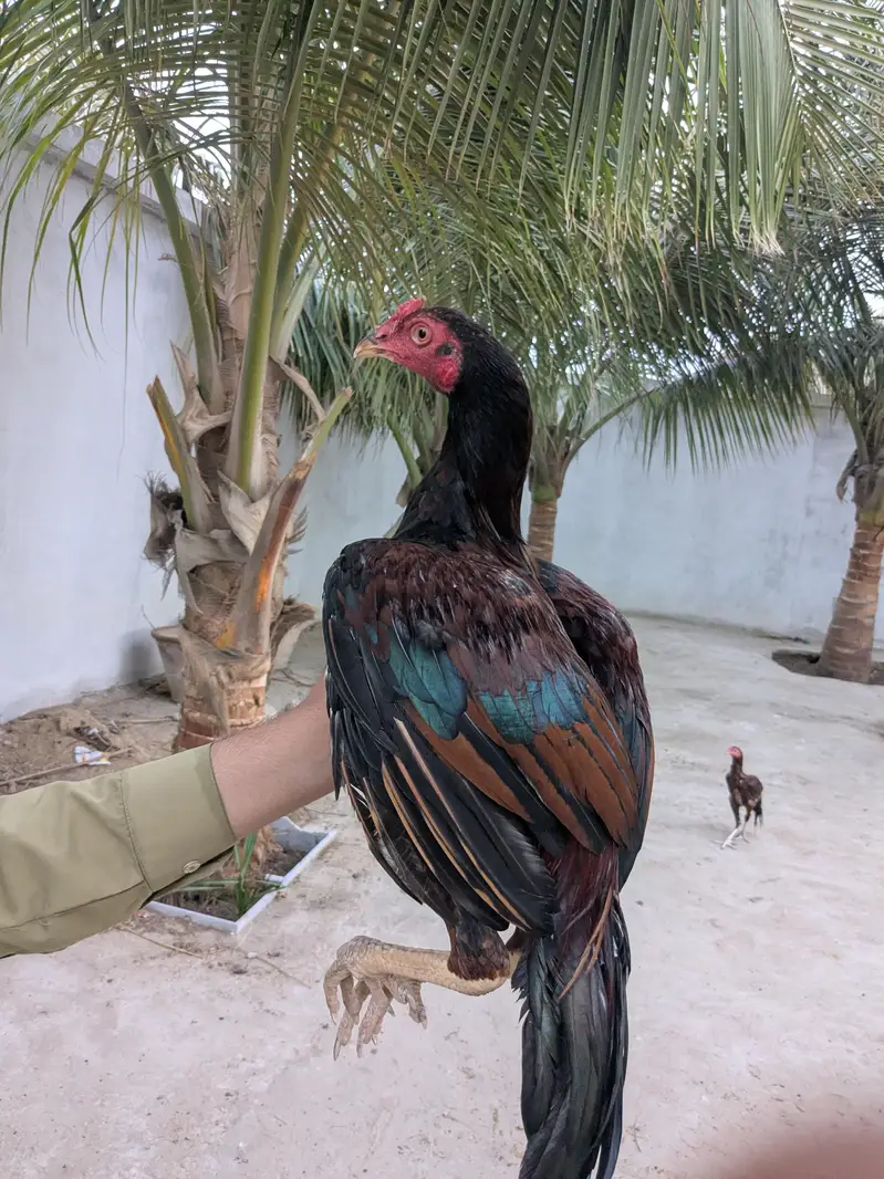 aseel murgha — photo 2