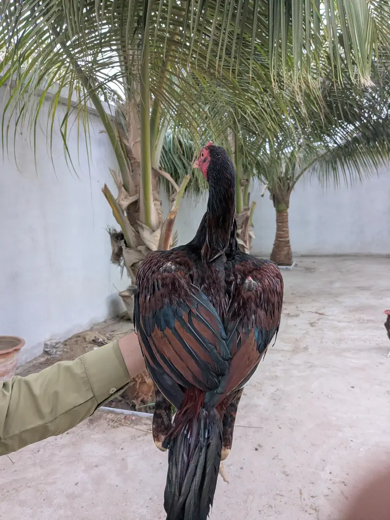 aseel murgha — photo 4