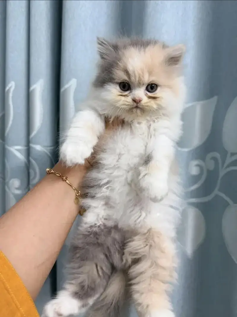 Persian kittens — photo 4