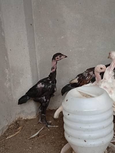 aseel chicks long hight vaitnami aseel cross Heera aseel
