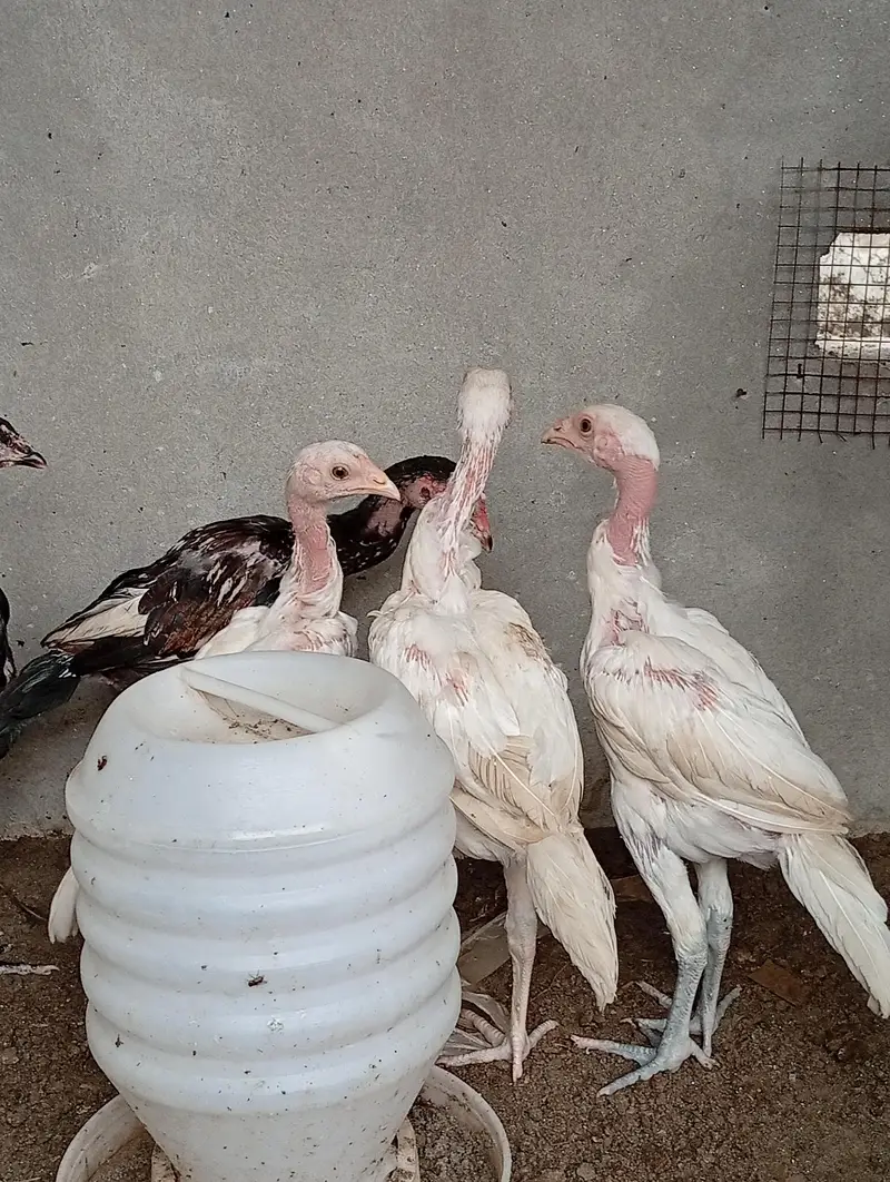 aseel chicks long hight vaitnami aseel cross Heera aseel — photo 2