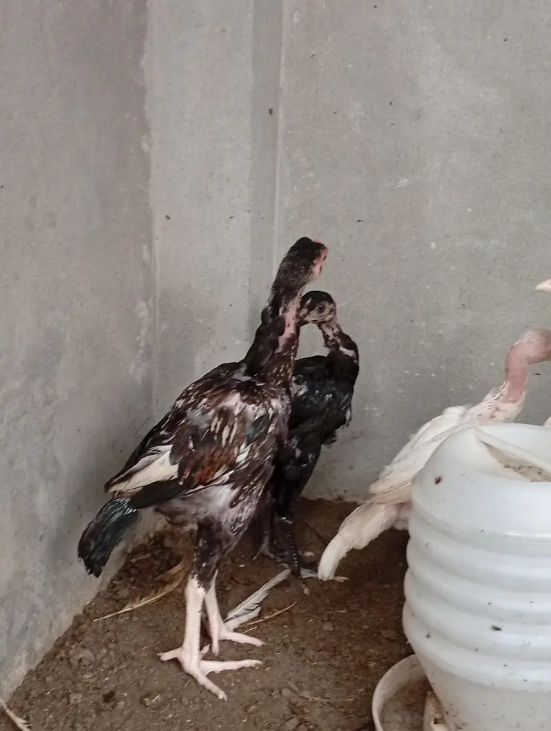 aseel chicks long hight vaitnami aseel cross Heera aseel — photo 3