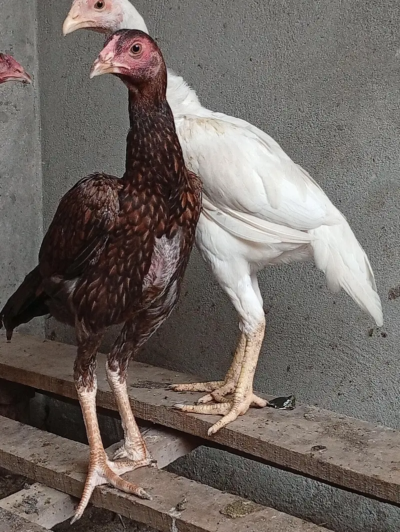 aseel chicks long hight vaitnami aseel cross Heera aseel — photo 4